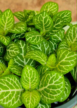 Load image into Gallery viewer, Premium Nerve Plants (Fittonia albivenis)