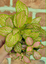 Load image into Gallery viewer, Premium Nerve Plants (Fittonia albivenis)