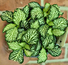 Load image into Gallery viewer, Premium Nerve Plants (Fittonia albivenis)
