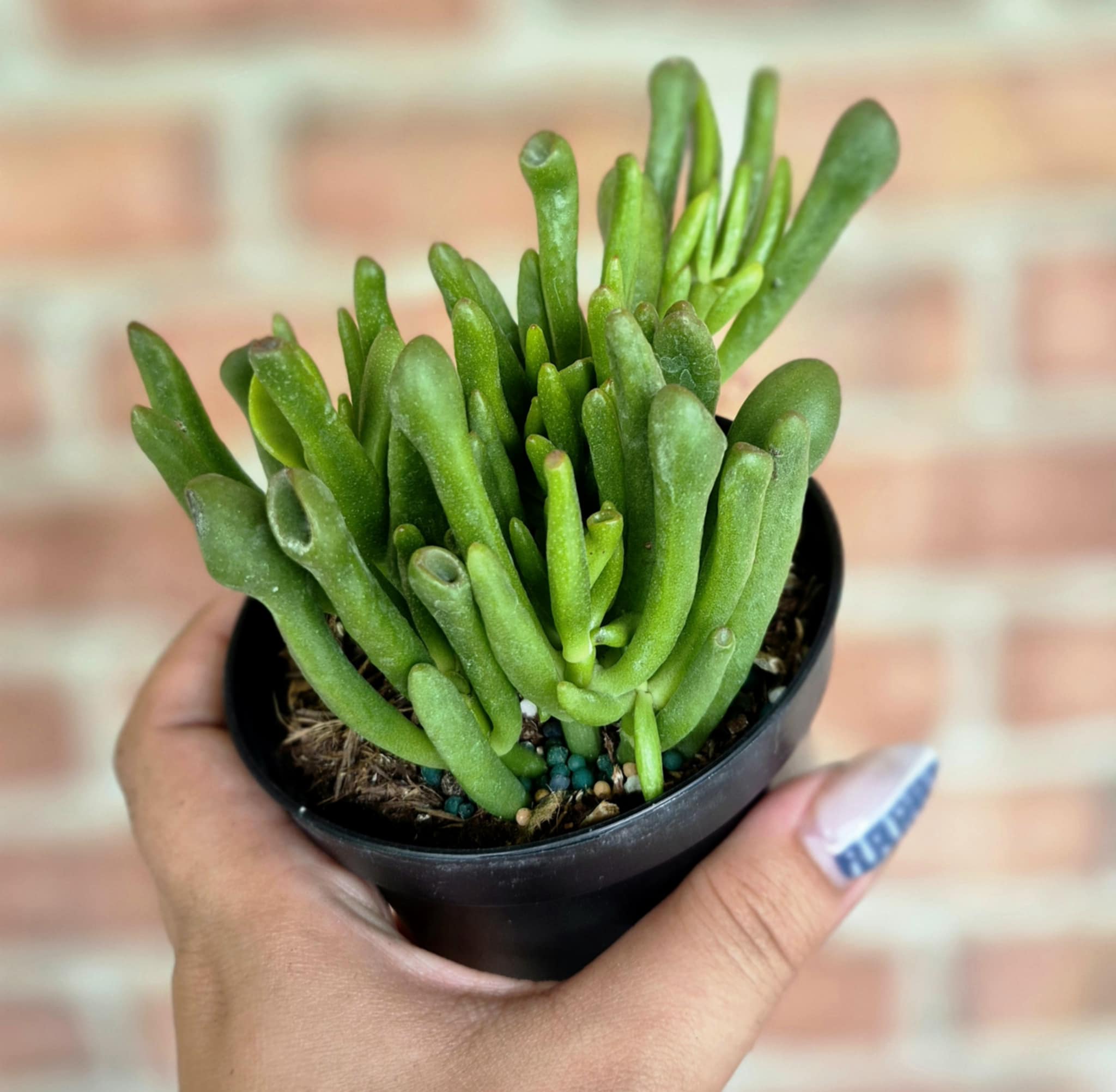 Ogre Ear Jade (Crassula ovata 'Horntree') – Cedar Bridge Botanicals