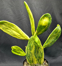 Load image into Gallery viewer, Sunburst Prickly Pear (Opuntia 'Sunburst')- THORNLESS