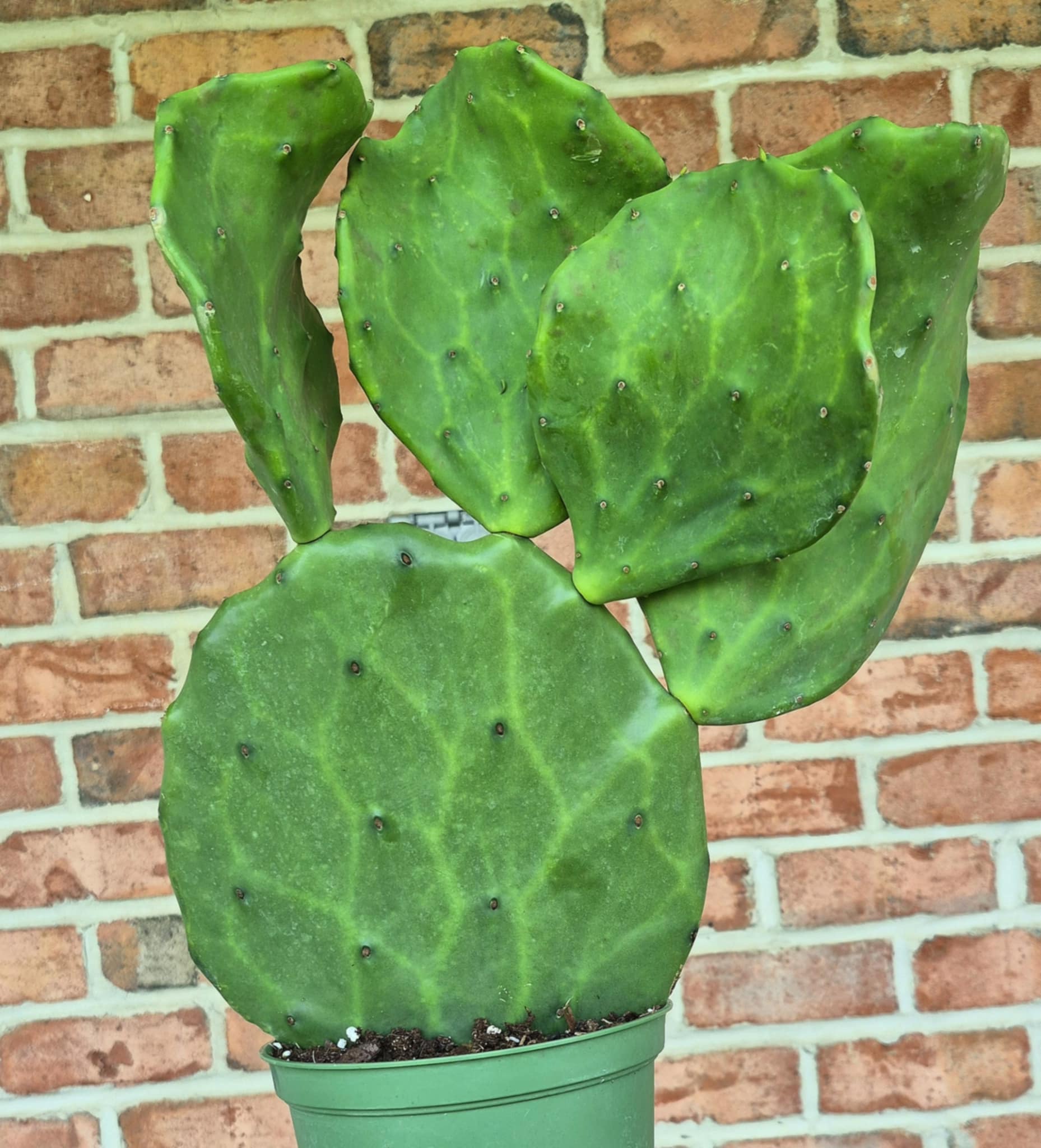 mexican prickly pear cactus Old Mexico Prickly Pear (Opuntia gomei) – Cedar Bridge Botanicals