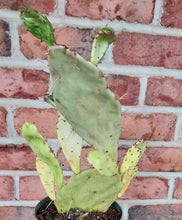 Load image into Gallery viewer, Variegated Prickly Pear (Opuntia monacantha variegata)