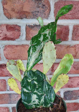 Load image into Gallery viewer, Variegated Prickly Pear (Opuntia monacantha variegata)