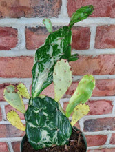 Load image into Gallery viewer, Variegated Prickly Pear (Opuntia monacantha variegata)