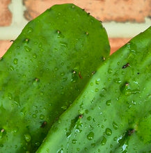 Load image into Gallery viewer, THORNLESS Nopal Cactus (Opuntia sp.)