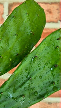 Load image into Gallery viewer, THORNLESS Nopal Cactus (Opuntia sp.)