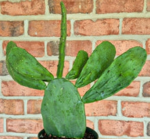 Load image into Gallery viewer, THORNLESS Nopal Cactus (Opuntia sp.)