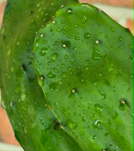 Load image into Gallery viewer, THORNLESS Nopal Cactus (Opuntia sp.)