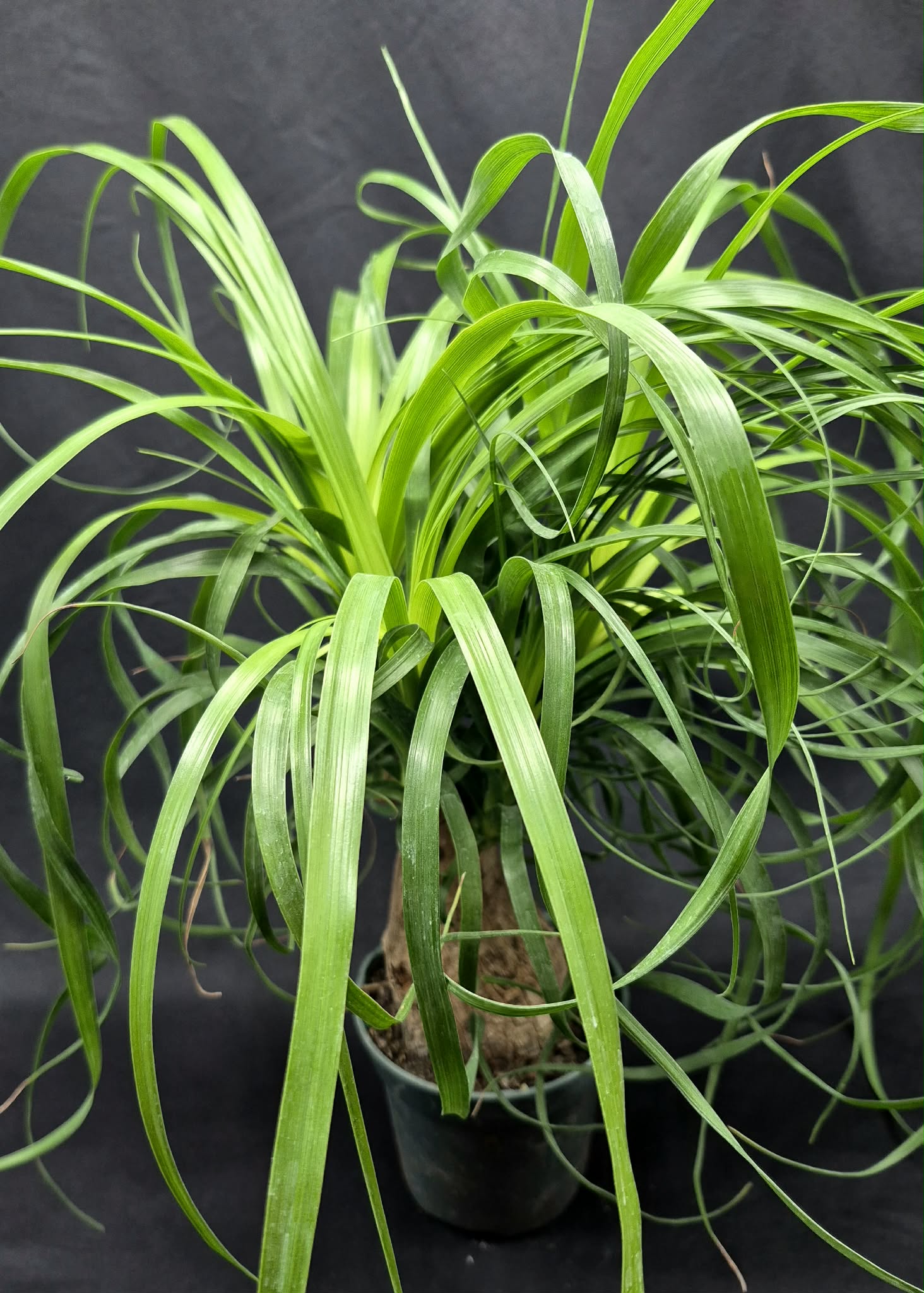 Ponytail Palm (Beaucarnea recurvata)  Cedar Bridge Botanicals