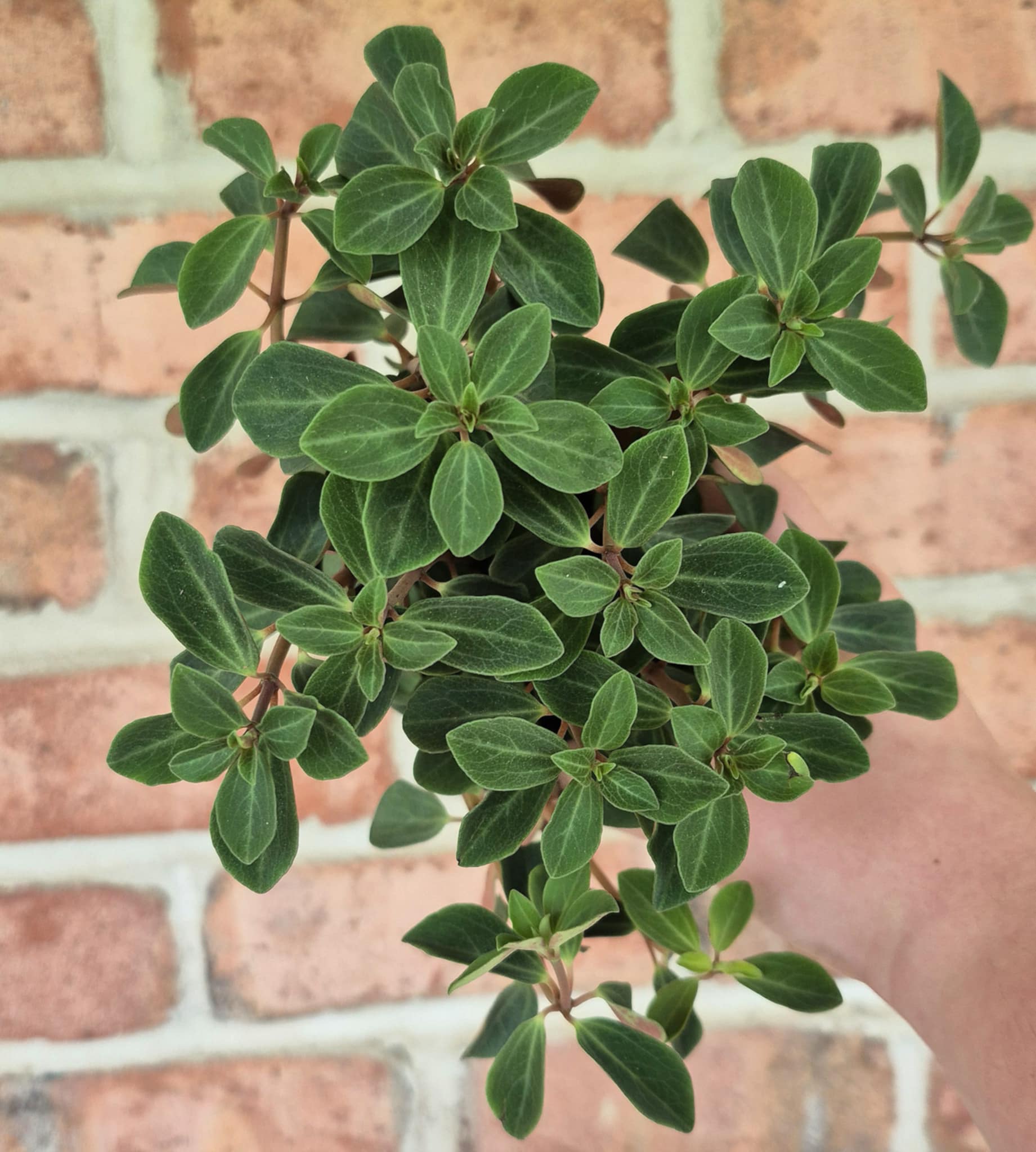 Double Duty Peperomia (Peperomia verticillata 'Double Duty') – Cedar Bridge  Botanicals