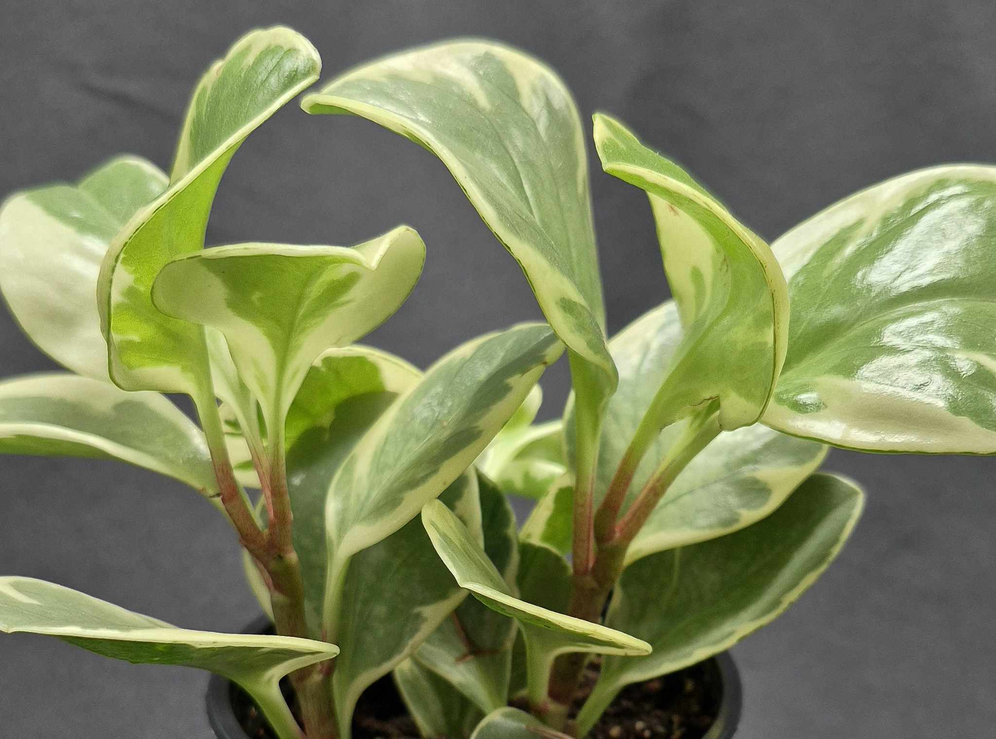 house plants with thick rubbery leaves Baby Rubber Plant (Peperomia obtusifolia) – Cedar Bridge Botanicals