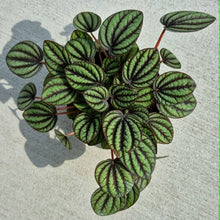 Load image into Gallery viewer, Piccolo Banda Peperomia (Peperomia albovittata 'Piccolo Banda')