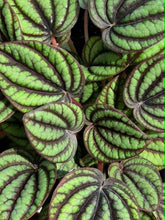 Load image into Gallery viewer, Piccolo Banda Peperomia (Peperomia albovittata 'Piccolo Banda')