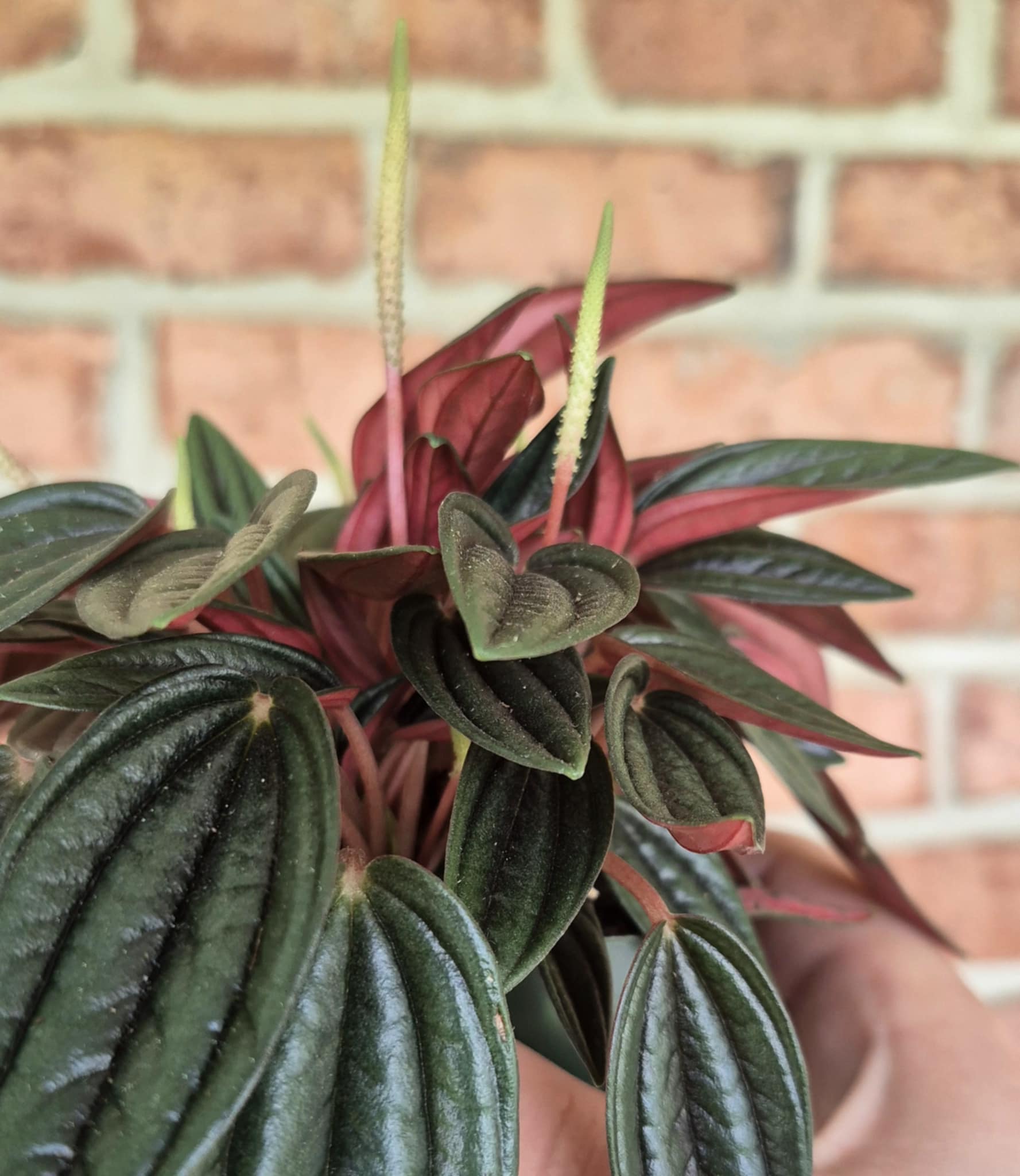 Peperomia 'Rosso' (Peperomia caperata 'Rosso') – Cedar Bridge Botanicals