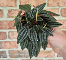 Load image into Gallery viewer, Peperomia 'Rosso' (Peperomia caperata 'Rosso')