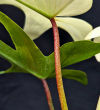 Load image into Gallery viewer, Philodendron 'Florida Ghost'