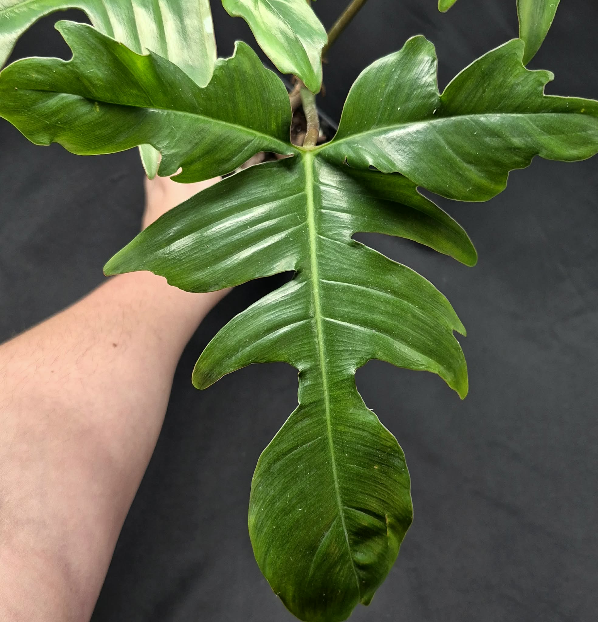 glad hands philodendron care Philodendron Glad Hands – Cedar Bridge Botanicals