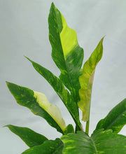 Load image into Gallery viewer, Philodendron Ring of Fire