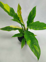 Load image into Gallery viewer, Philodendron Ring of Fire