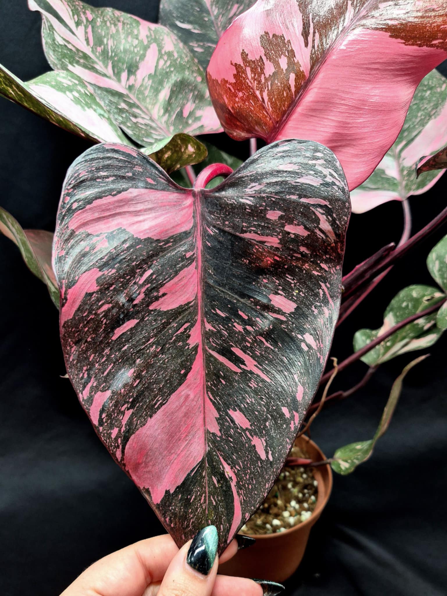Philodendron 'Pink Princess Marble Galaxy' – Cedar Bridge Botanicals