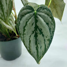 Load image into Gallery viewer, Philodendron brandtianum