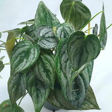 Load image into Gallery viewer, Philodendron brandtianum