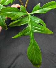 Load image into Gallery viewer, Philodendron Glad Hands