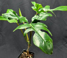 Load image into Gallery viewer, Philodendron Glad Hands