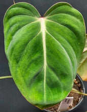 Load image into Gallery viewer, Philodendron gloriosum