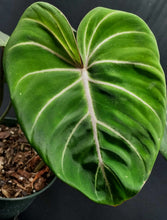 Load image into Gallery viewer, Philodendron gloriosum