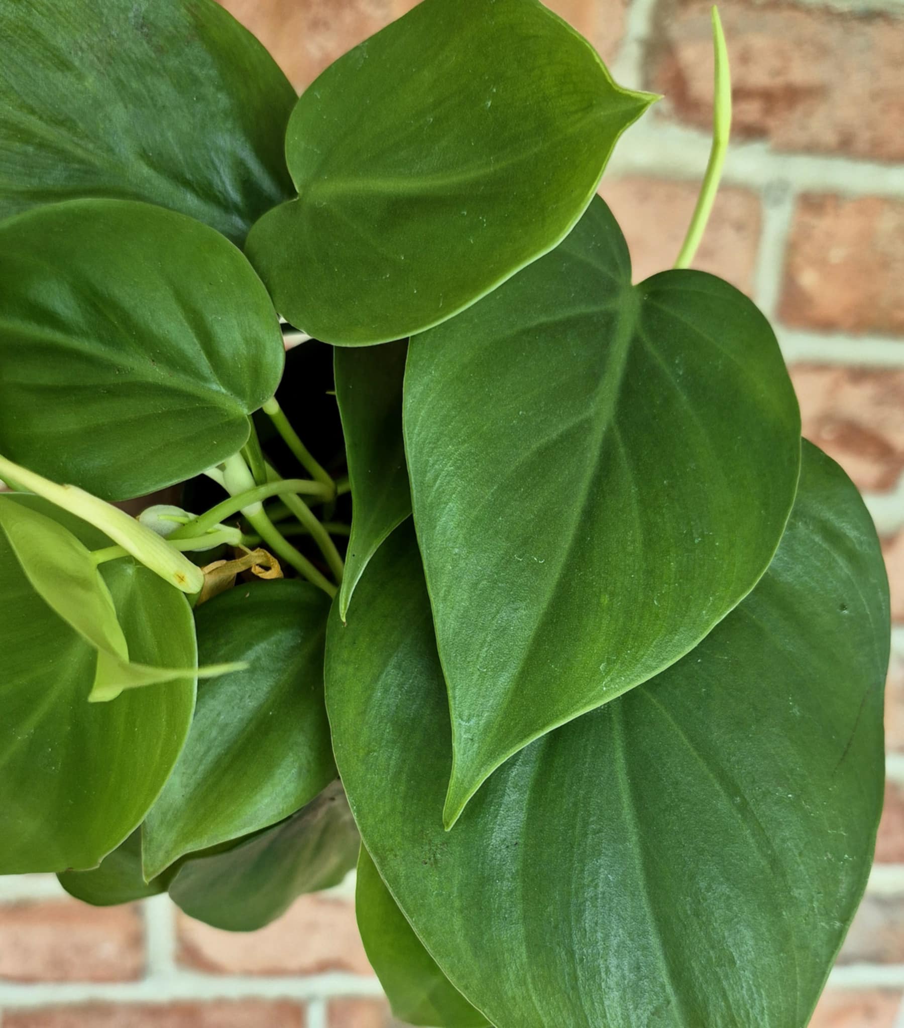 philodendron trailing Trailing Philodendron (Philodendron hederaceum) – Cedar Bridge Botanicals