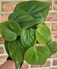 Load image into Gallery viewer, Trailing Philodendron (Philodendron hederaceum)