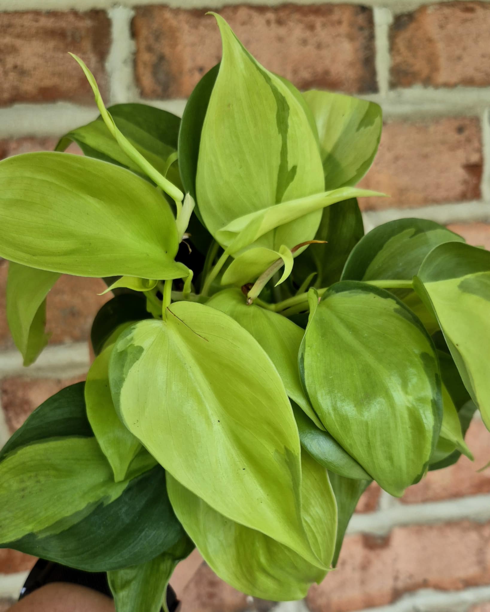 cactus soil for philodendron Philodendron Narrow – Desert Rose Cactus Lounge main image 1