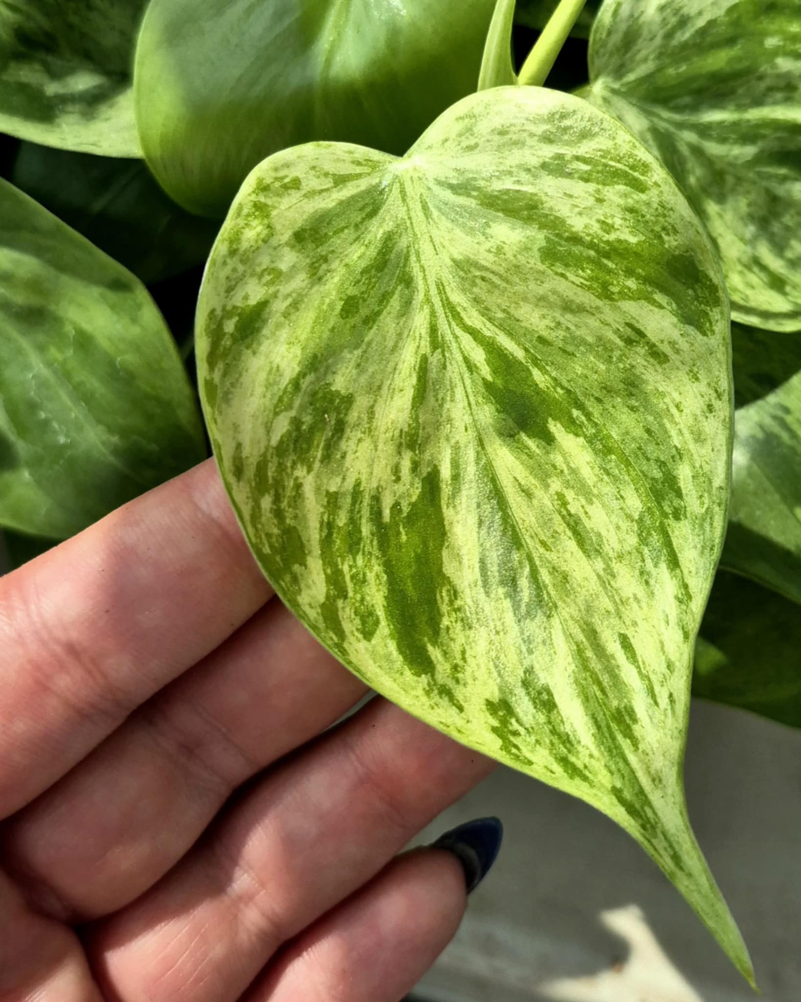 Variegated Trailing Philodendron (Philodendron hederaceum variegata) –  Cedar Bridge Botanicals