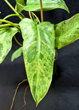 Load image into Gallery viewer, Philodendron 'Painted Lady'