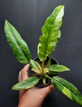 Load image into Gallery viewer, Philodendron Ring of Fire