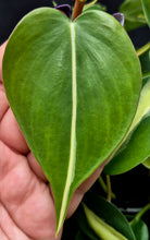 Load image into Gallery viewer, Philodendron 'Rio' (Philodendron hederaceum 'Rio')