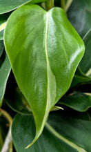 Load image into Gallery viewer, Philodendron 'Rio' (Philodendron hederaceum 'Rio')