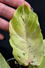 Load image into Gallery viewer, Philodendron Snowdrift