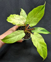 Load image into Gallery viewer, Philodendron Snowdrift