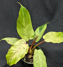 Load image into Gallery viewer, Philodendron Snowdrift
