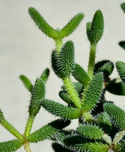 Load image into Gallery viewer, Pickle Plant (Delosperma echinatum)
