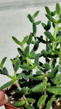 Load image into Gallery viewer, Pickle Plant (Delosperma echinatum)
