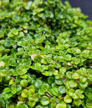 Load image into Gallery viewer, Tiny Baby Tears (Pilea depressa 'Sao Paulo')