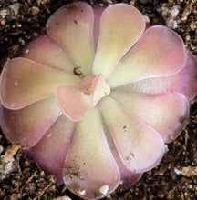 Load image into Gallery viewer, Pinguicula 'Johanna'