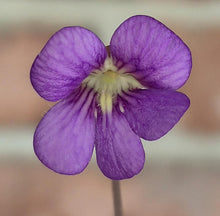 Load image into Gallery viewer, Pinguicula 'Johanna'