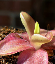 Load image into Gallery viewer, Pinguicula 'Razzberry Blonde'