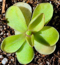 Load image into Gallery viewer, Pinguicula 'Razzberry Blonde'