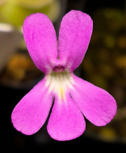 Load image into Gallery viewer, Pinguicula ehlersiae